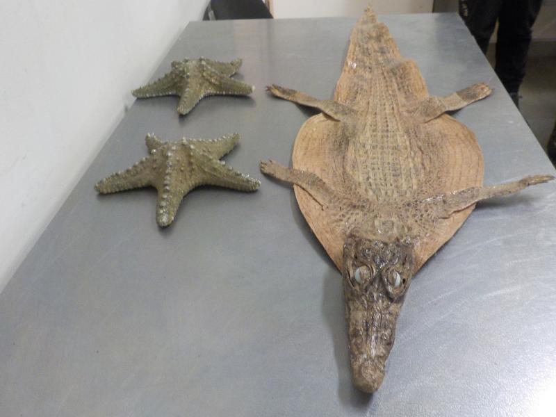В "Курумоче" у туристки из Хургады нашли шкуру метрового нильского крокодила