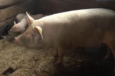 Хозяйства Самарской области переводятся на особый режим в связи с африканской чумой свиней