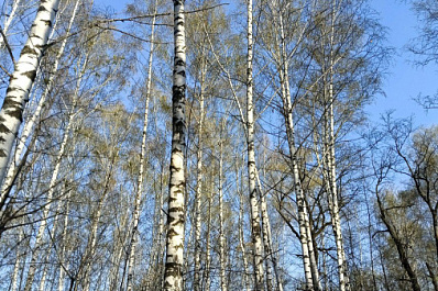 Браконьер после охоты на лосей заплатит штраф 640 тысяч рублей