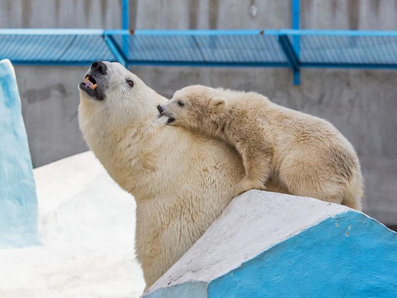 В сибирском зоопарке подрались медвежата