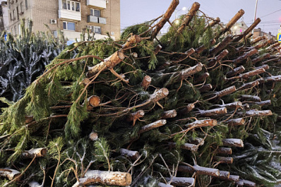 В Самару к Новому году начали завозить елки на продажу