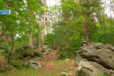 Рачейский бор претендует на статус природного парка