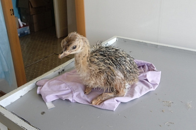 В Поволжье спасли страусенка с врожденной патологией