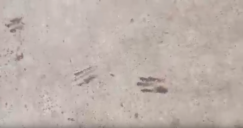 СМИ распространили ложную информацию о набеге чупакабры в Самарской области