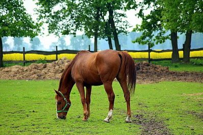 Жители Самарской области смогут получить бесплатно 50 соток земли