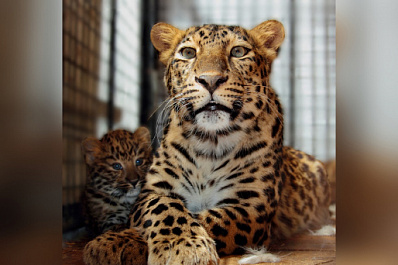 Самарцам предлагают придумать имя для малышки-леопарда