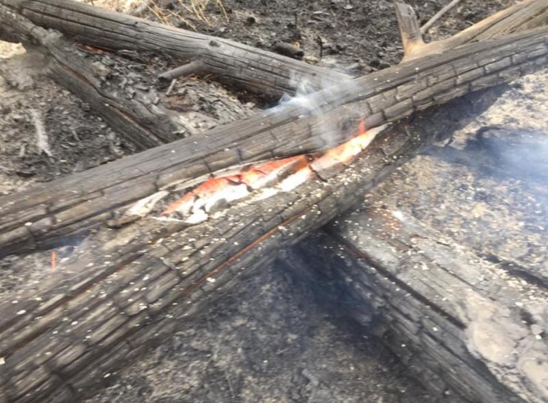 В Тольятти в городском лесничестве загорелся лес