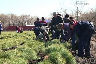 В 2019 году в питомниках Самарской области вырастят 5 млн саженцев деревьев