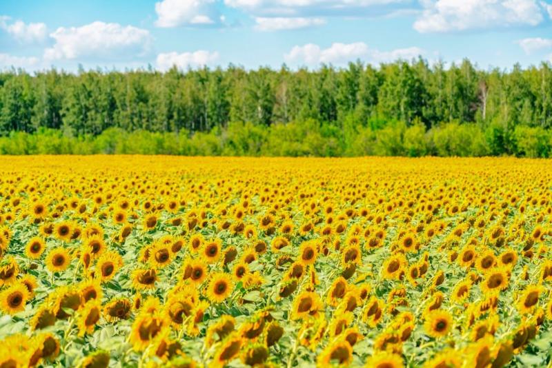 Развитие агротуризма: бизнес Самарской области может получить гранты
