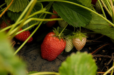 В Самарской области аграрии собирают богатый урожай садовой земляники