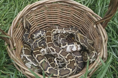 В Самаре появилась стая питонов