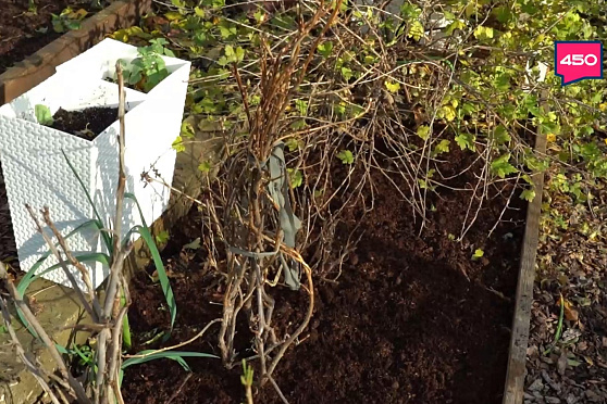 Избавляемся от почвенных вредителей дома. Дачные сезоны