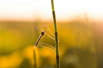 Страшные снаружи, добрые внутри: опасны ли крупные комары с длинными ногами