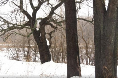 В Новокуйбышевске ищут пути защиты дубовой рощи от вырубки