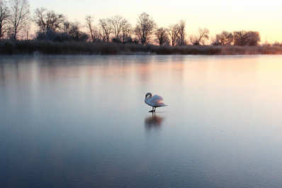 Самарцам рассказали, как помочь лебедю на замерзающем водоеме