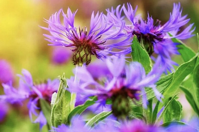 У жительницы Сызрани на участке распустился летний цветок   