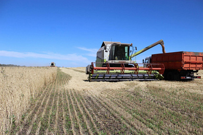 Направления "Луча": растениеводческое хозяйство выступает локомотивом для животноводческой фермы
