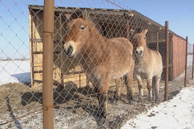 В Кинельском районе ожидается первое потомство от краснокнижных лошадей Пржевальского