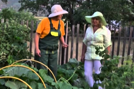 Дачные советы 24.01.2014