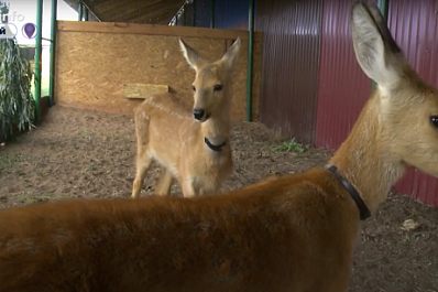 В сафари-парке в Кинельском районе выходили трех детенышей косули