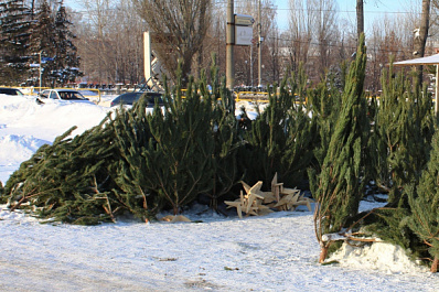 Елочные базары в Тольятти-2020: где можно купить новогоднее дерево