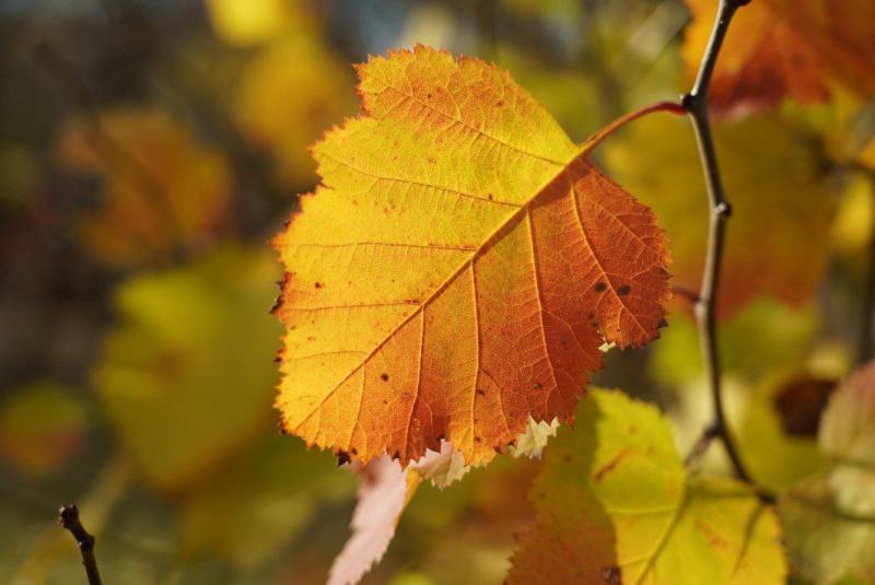 Народные приметы на 6 ноября 2025 года: что нельзя делать в этот день