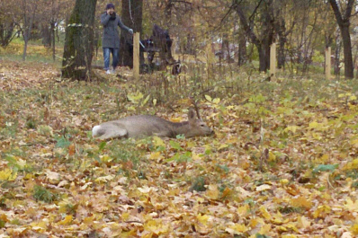 В Загородном парке Самары косуля получила травму