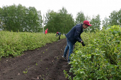 В Сергиевском районе молодым садам помогают студенты