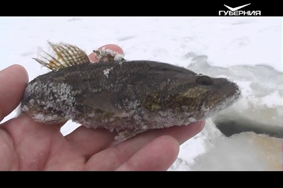 Межсезонье. Рыбацкое счастье от 12.12.2017