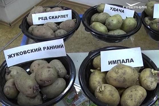 Дачные советы 24.03.2016