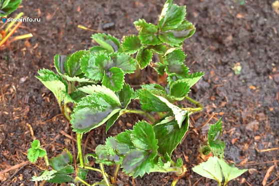 Обрабатываем землянику и подкармливаем гортензию. Дачные сезоны