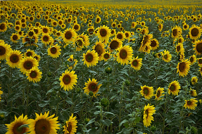 В Самарской области ужесточили требования к использованию сельскохозяйственных земель
