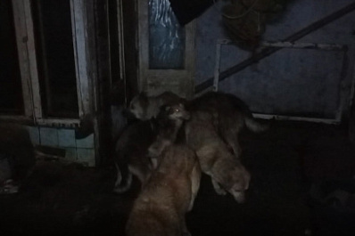 "Было сыро и грязно": в Самарской области в гараже нашли и спасли пятерых собак
