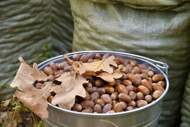 Самарская область одна из первых в ПФО выполнила план по сбору семян дуба