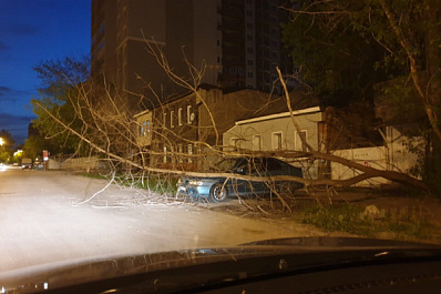 В Самаре дерево рухнуло на припаркованный автомобиль