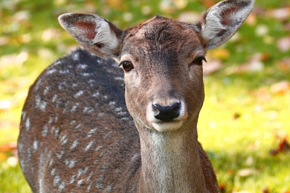 Название статьи