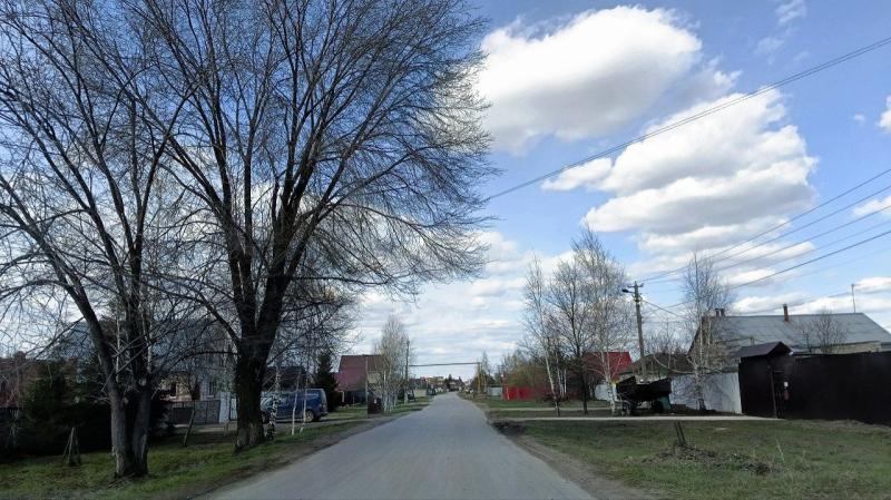 Жители поселка Кириллинский пожаловались на отстрел собак