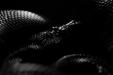 Юристы: за содержание запрещенных животных дома может грозить до 100 тыс. рублей штрафа