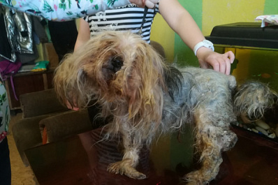 В Самаре породистый пёс 8 лет был привязан к батарее