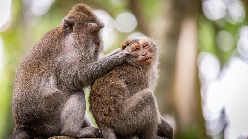 В Роспотребнадзоре рассказали, как снижают риск распространения оспы обезьян