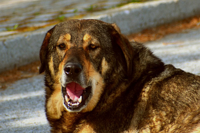 В Самаре бездомные собаки покусали женщину