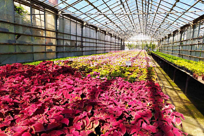 От изумрудного до алого: для озеленения Самары вырастили почти 100 тысяч саженцев