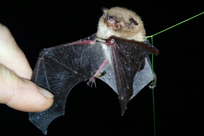 Житель Сызрани на рыбалке на удочку поймал ночного "монстра"