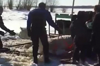 На Волге под лед провалилась лошадь