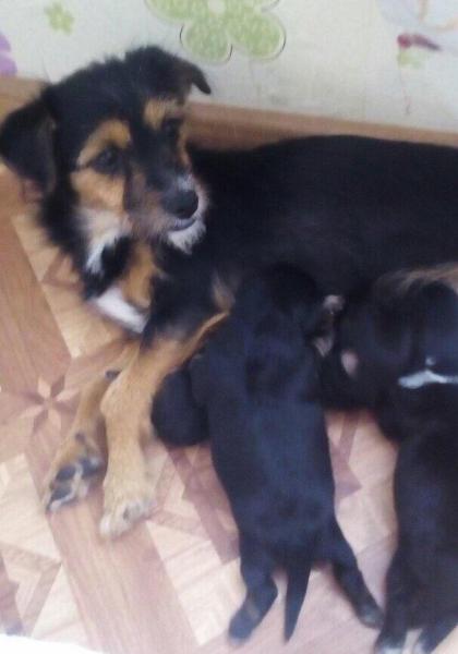 В Самаре семья отчаянно ищет четвероногого друга