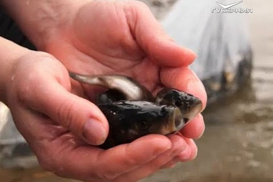 ТРК "Губерния" выпустила в реку 2 тысячи мальков