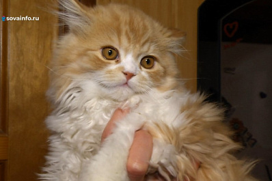 На волоске от смерти: в Самаре ветврачи спасают жизнь изувеченному котенку