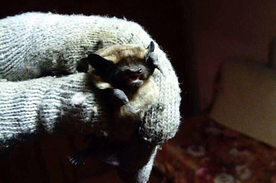 Жителей Самарской области предупредили о возможном нападении ворон