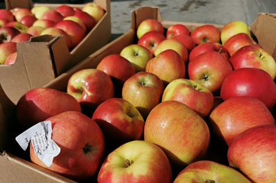 Таможня не пустила в Самарскую область 21 тонну польских яблок