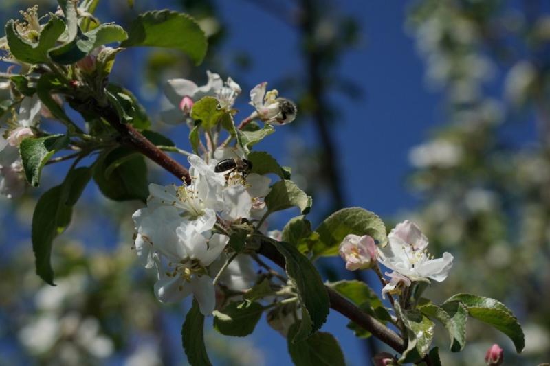 Яблочко от яблони: над чем работают самарские селекционеры